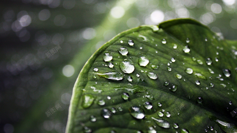 雨过后的叶子露珠jpg设计背景_新图网 https://ixintu.com 水珠 雨过天晴 叶子 绿叶