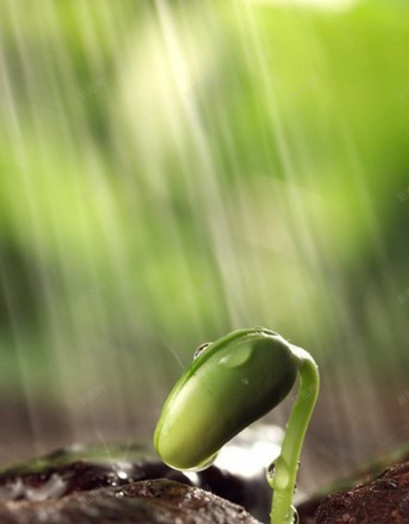 雨水海报背景素材jpg设计背景_新图网 https://ixintu.com d 节气 雨水 黑色 云 psd 建都 草木 萌动