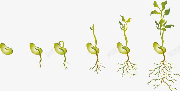 矢量植物装饰图案免扣素材ai免抠素材_新图网 https://ixintu.com 植物 豆子 发芽 成长