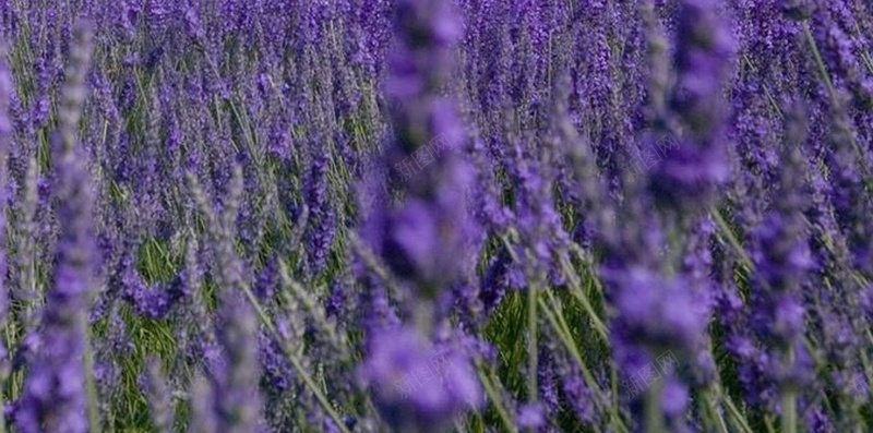 紫色薰衣草花田H5背景jpg设计背景_新图网 https://ixintu.com 薰衣草 浪漫 花卉 花田 蓝色 H5背景 H5 h5 梦幻