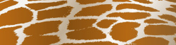 长颈鹿皮长颈鹿毛皮花纹背景高清图片