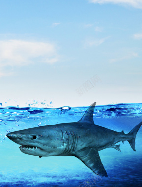 简约海洋鲨鱼广告背景