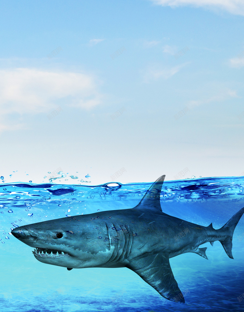 简约海洋鲨鱼广告jpg设计背景_新图网 https://ixintu.com 商务 海洋 白云 简约 蓝天 鲨鱼广告 海底世界 小清新