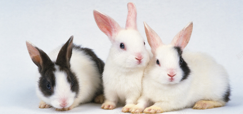 三只小兔子背景图背景