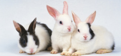 三只兔子三只小兔子背景图高清图片