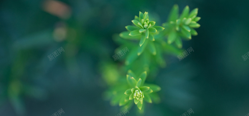 多肉植物特写背景图jpg设计背景_新图网 https://ixintu.com 海报banner 多肉 植物 特写 绿色