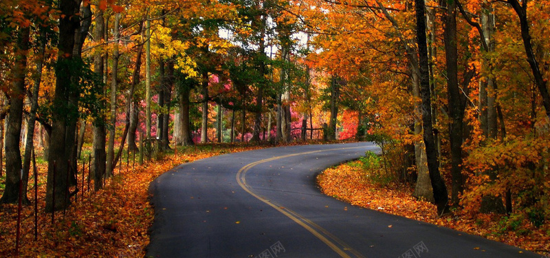 林间公路背景jpg设计背景_新图网 https://ixintu.com 树林 大树 植物 公路 道路 交通 自然风光 海报banner 摄影 风景