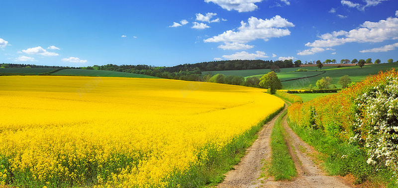 小清新油菜花海报背景jpg设计背景_新图网 https://ixintu.com 蓝天 白云 清新背景 清新海报 油菜花 农间小路 油菜花海报 清新