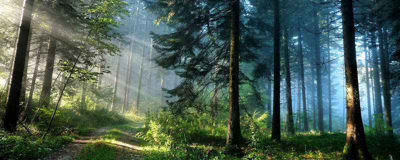 风景jpg设计背景_新图网 https://ixintu.com 背景 植物 树 草 光 海报banner 摄影 风景