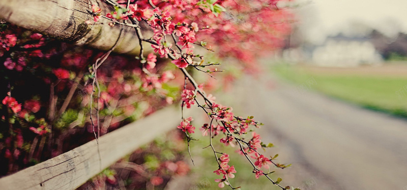 淘宝背景图jpg设计背景_新图网 https://ixintu.com 栅栏 树枝 花 道路 小清新 海报banner 摄影 风景