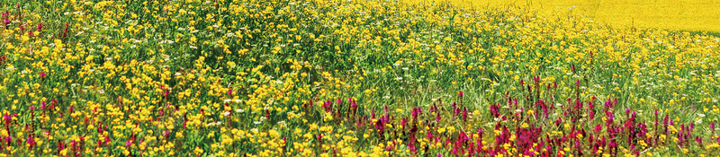 油菜花节海报背景psd设计背景_新图网 https://ixintu.com 油菜花图片 油菜花 婺源 蓝天 醉美 油菜花风景 油菜花田 油菜花背景 中国风海报 自然风光 田园风