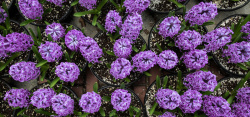 风信子花海紫色丁香花风信子花海背景高清图片