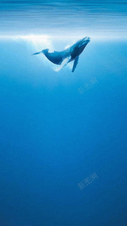 光影云端的鲸鱼海洋H5背景高清图片