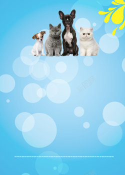 动物宣传海报宠物店开业宣传海报背景素材高清图片