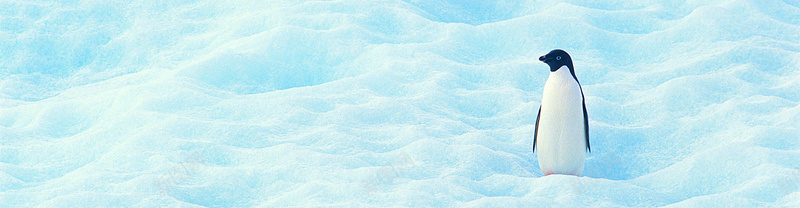 南极企鹅摄影背景jpg设计背景_新图网 https://ixintu.com 南极 企鹅 摄影 冰雪 白色 海报banner 风景