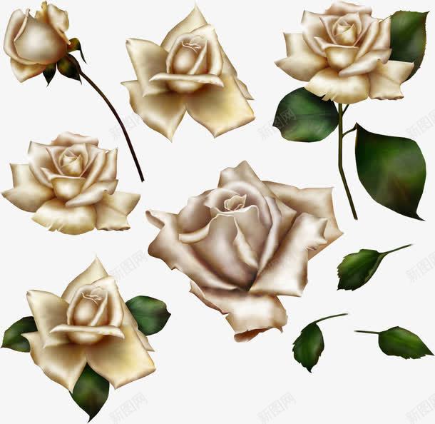 玫瑰花朵艺术植物png免抠素材_新图网 https://ixintu.com 玫瑰 花朵 艺术 植物