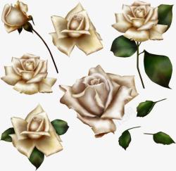 玫瑰花朵艺术植物素材