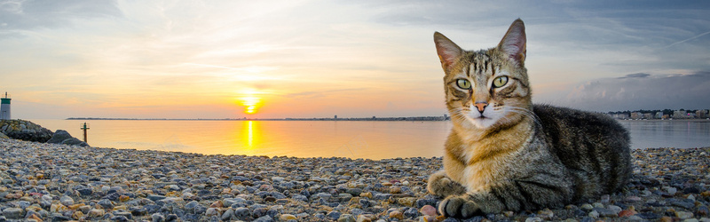 可爱猫咪背景jpg设计背景_新图网 https://ixintu.com 海滩 阳光 猫咪 小猫 海报banner 摄影 风景