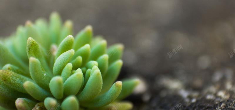 多肉淘宝bannerjpg设计背景_新图网 https://ixintu.com 淘宝banner 小清新 多肉 植物 自然 海报banner 文艺 简约