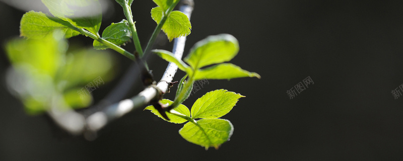 黑色植物背景jpg设计背景_新图网 https://ixintu.com 黑色 植物 绿色 简约 海报banner 摄影 风景