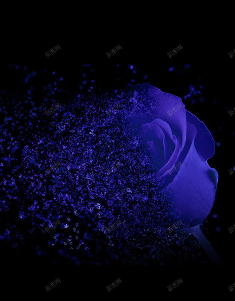 黑色背景下的蓝色玫瑰H5背景jpg设计背景_新图网 https://ixintu.com 蓝色玫瑰 玫瑰 科技 背景 黑色 开心 科幻 商务