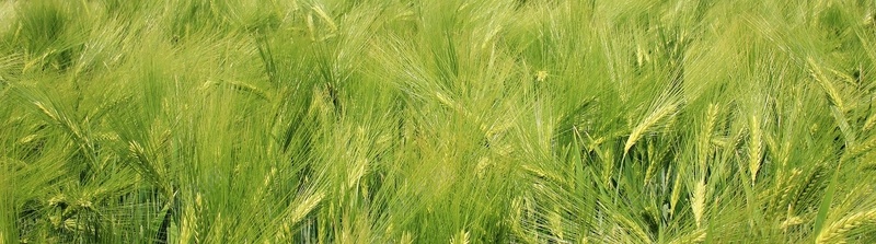 绿色大麦平铺摄影jpg设计背景_新图网 https://ixintu.com 绿色 大麦 平铺 摄影 植物 清新 海报banner 风景
