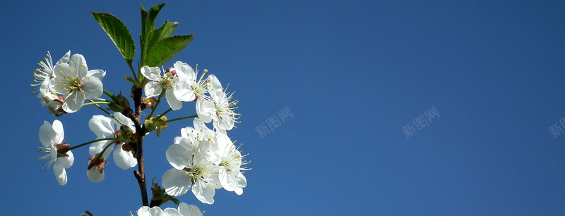 蓝天下的小白花jpg设计背景_新图网 https://ixintu.com 蓝天 小白花 森女 服装 浪漫 阳光 清新 摄影 海报banner 风景