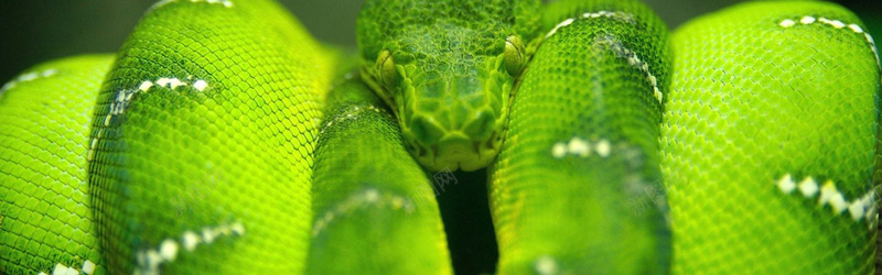 绿色蟒蛇背景背景