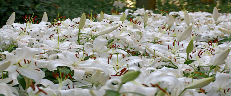 白色百合花背景背景