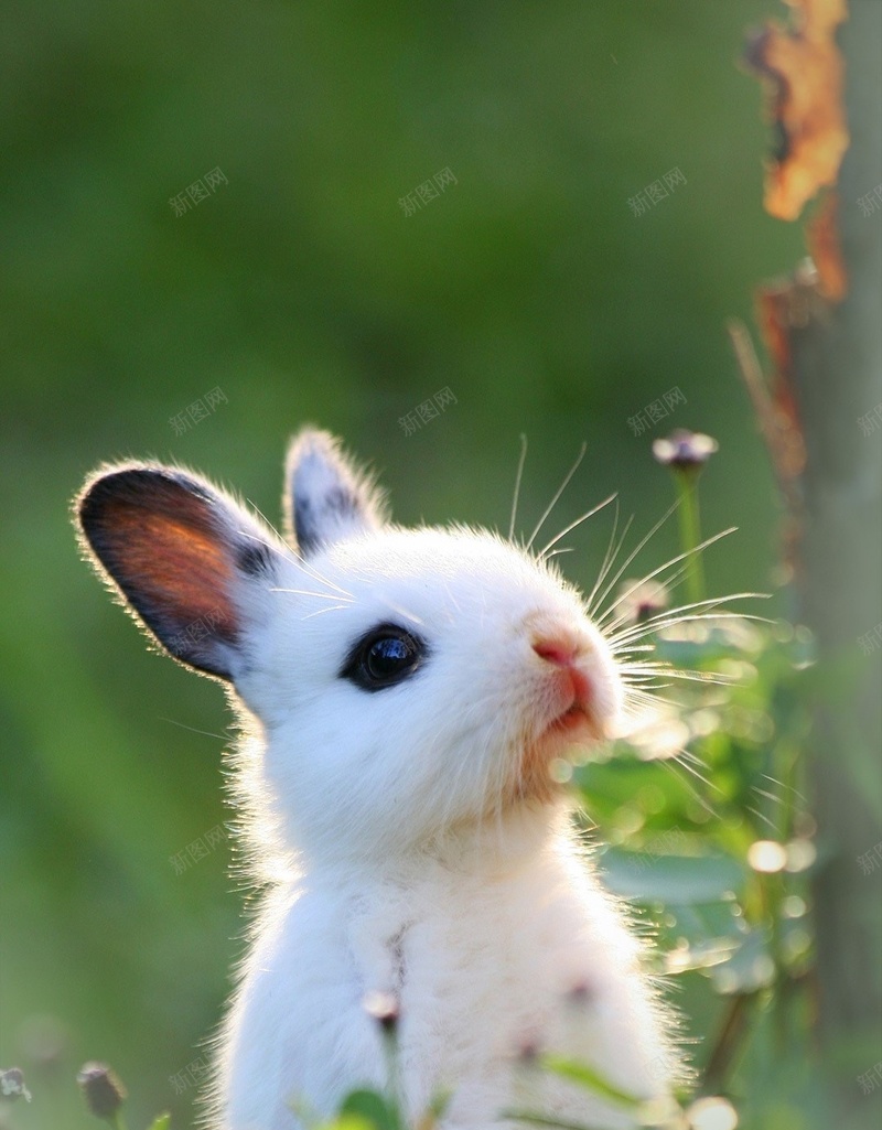 绿色简约可爱兔子H5背景jpg设计背景_新图网 https://ixintu.com 兔子 兔耳朵 可爱 清新 简约 风景 H5 h5 摄影