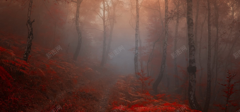 秋季树林背景背景