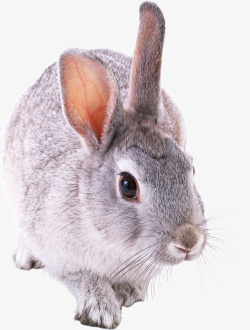 萌萌兔可爱灰色兔子png高清图片