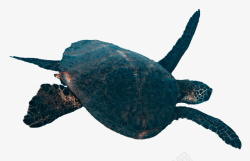 SEA海龟免扣元素高清图片