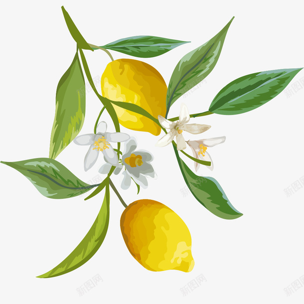 手绘绿叶上的黄色柠檬png免抠素材_新图网 https://ixintu.com 柠檬 植物 水果 绿叶 装饰图 免抠图 装饰画 效果图