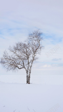 大雪银树H5背景背景