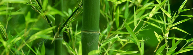 绿色竹子banner背景背景