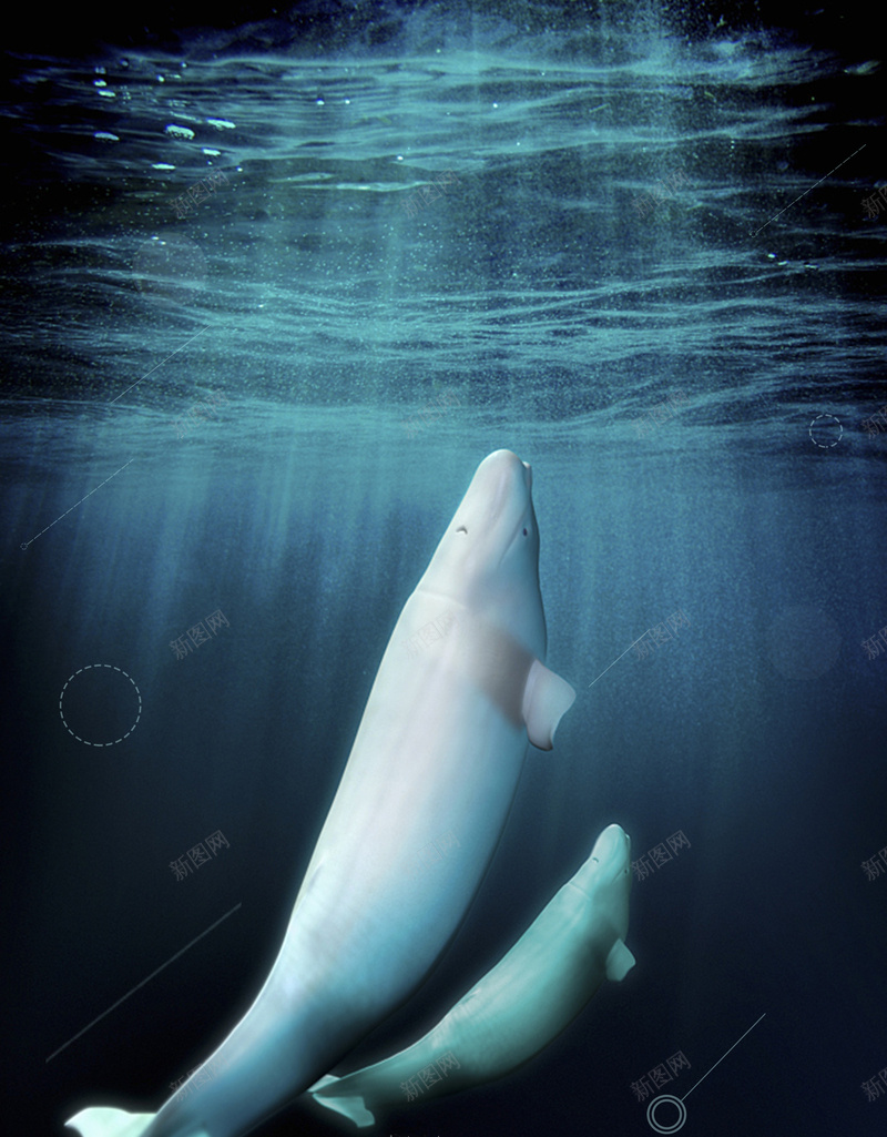 白鲸宣传海报背景jpg设计背景_新图网 https://ixintu.com 动物 宣传 海报 海洋 背景 白鲸 生物 可爱