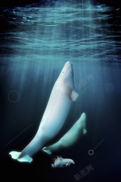 海洋白鲸白鲸宣传海报背景高清图片