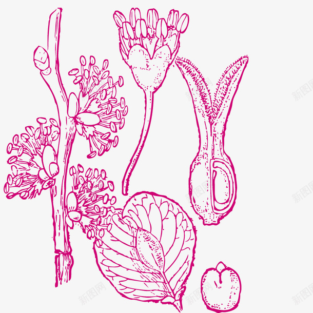 植物树木剪影png免抠素材_新图网 https://ixintu.com 鲜花 花朵 形状 艺术 绘画