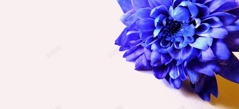 摄影蓝紫色的花背景