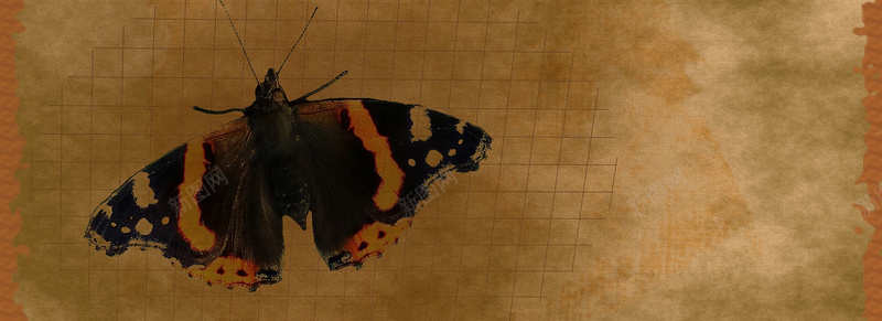 蝴蝶做旧羊皮纸背景背景