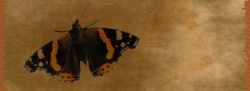 羊皮纸蝴蝶做旧羊皮纸背景高清图片