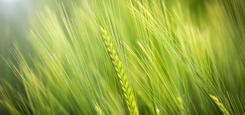 绿色麦子背景图jpg设计背景_新图网 https://ixintu.com 海报banner 植物 特写 绿色 麦子
