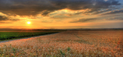 麦地里淘宝背景图高清图片
