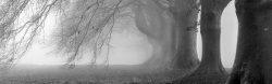 雾霾天空摄影灰色雾霾里的树木高清图片