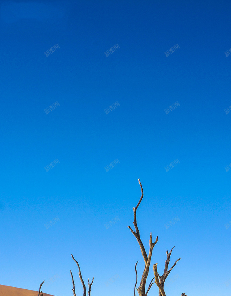 蓝天下的树枝H5背景jpg设计背景_新图网 https://ixintu.com 地面 开心 蓝天 蓝色 质感 枯干 纹理