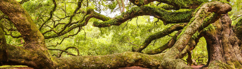 奇幻森林背景jpg设计背景_新图网 https://ixintu.com anner 轮播图背景 全屏背景 奇幻 植物 banner 海报banner 浪漫 梦幻