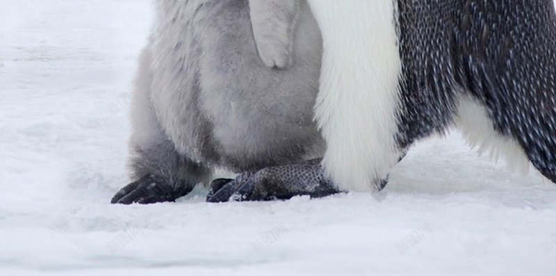 黑色动物H5背景jpg设计背景_新图网 https://ixintu.com 母亲节 企鹅 动物 灰色 白色 H5 h5 摄影 风景