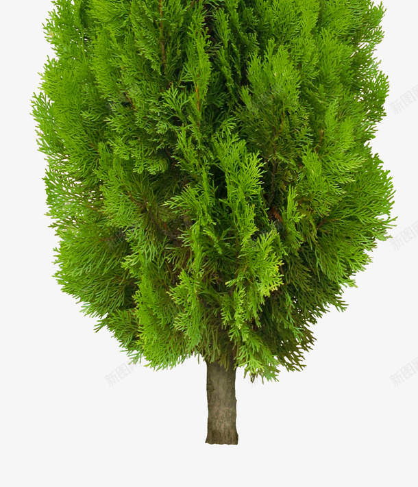 树木绿植松树绿色png免抠素材_新图网 https://ixintu.com 树木 绿植 松树 绿色