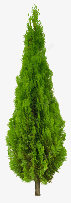树木绿植松树绿色素材